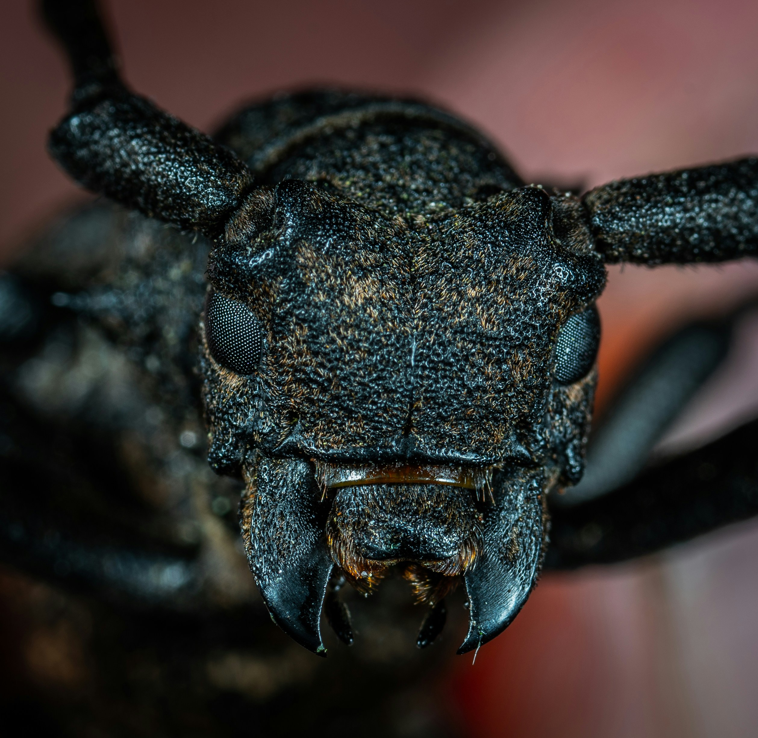 Close-up of a longhorn beetle